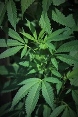 Fototapeta na wymiar cannabis leaves on green background