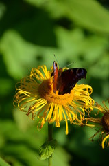 The Butterfly on flower in the garden
