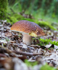 King bolete (Boletus edulis) growing in the woods