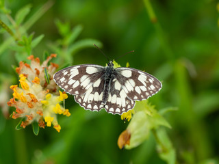 Marbled White Butterflies ( Melanargia galathea )