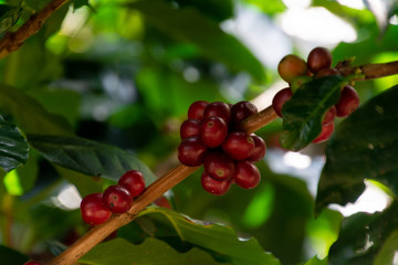 Frutos de Café en Fase Inicial de Desarrollo