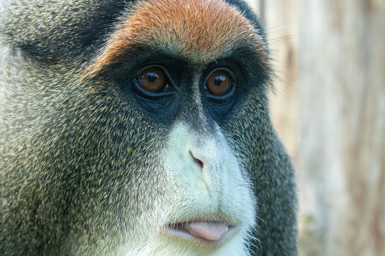 Debrazza's monkey portrait