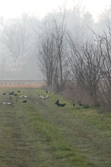 flock of ravens in fog