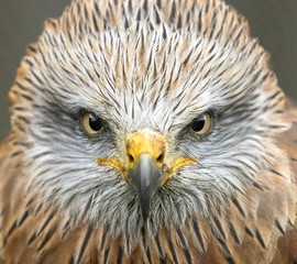 portrait of a red kite