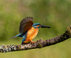 kingfisher about to fly