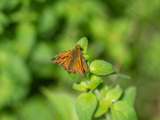 Large Skipper butterfly (Ochlodes venata) resting