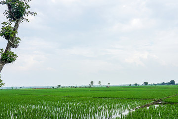 Obraz premium sky, field, landscape, grass, nature, green, summer, meadow, tree, blue, cloud, rural, forest, spring, agriculture, plant, farm, clouds, country, trees, outdoor, horizon, view, beautiful, countryside
