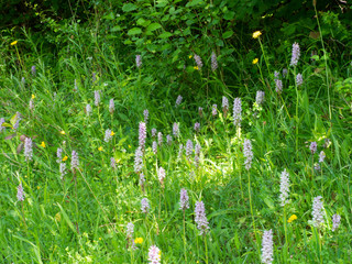 Common spotted orchid flowers ( Dactylorhiza fuchsii )