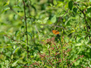 Silver Washed Fritillary (Argynnis paphia)