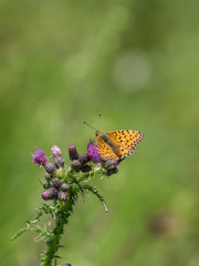 Silver Washed Fritillary (Argynnis paphia) on Common Knapweed ( Centaurea )