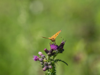 Silver Washed Fritillary (Argynnis paphia) on Common Knapweed ( Centaurea )