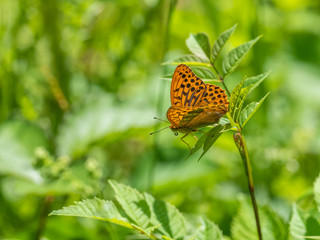 Silver Washed Fritillary (Argynnis paphia)