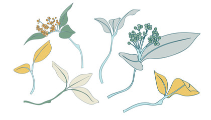 Fototapeta na wymiar Leaf Collection Botanical Collection Element Vector Pack