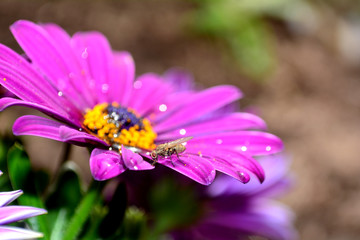 One  fly sits on pink flower in nature with copy space