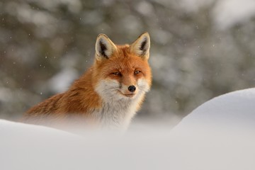 Naklejka premium Red fox ( vulpes vulpes ) in the snowfall and natural winter environmental