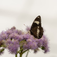 Butterfly with brown wings resting on a lilac flower