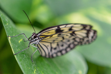 Butterfly with colored wings perched on leaves