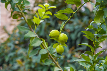 Lemon or organic Lime Tree in Thailand, with three limes on branch