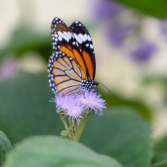 Butterfly with orange colored wings resting on a lilac flower