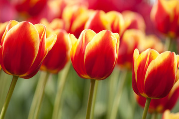 beautiful bright red-yellow tulips grow in a park or garden