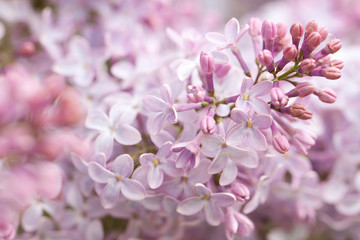 lilac branch with a fluffy inflorescence with small wonderful flowers