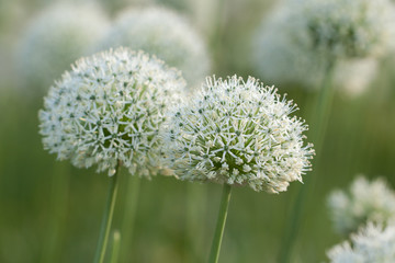 delicate and wonderful flowers of white allium adorn the lawn in a park or garden