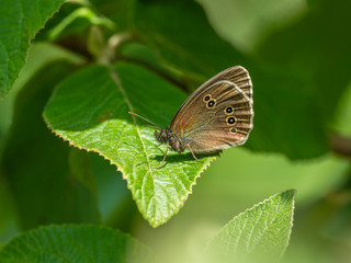 Ringlet Butterfly ( Aphantopus hyperantus ) perched on a leaf