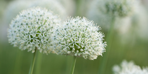delicate and wonderful flowers of allium adorn the lawn in a park or garden