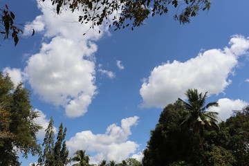 trees and blue sky