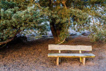 Fototapeta na wymiar bench under tree winter nature
