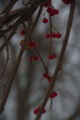 red berries in snow