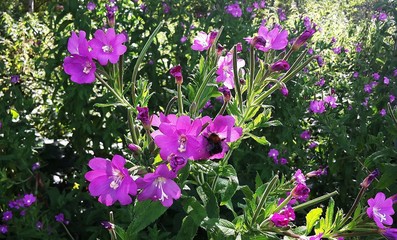 Pink wildflowers of Epilobium hirsutum in the garden. It is a flowering plant belonging to the...