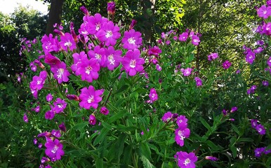 Pink wildflowers of Epilobium hirsutum in the garden. It is a flowering plant belonging to the willowherb genus Epilobium in the family Onagraceae.