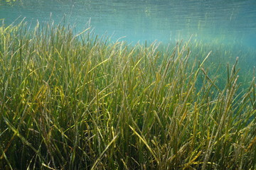 Obraz na płótnie Canvas Seagrass underwater, little neptune grass, Cymodocea nodosa, Mediterranean sea, Spain, Costa Brava, Cap de Creus