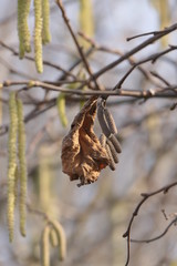 branch of hazel bush