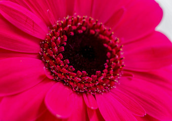 close-up of a pink gerbera flower