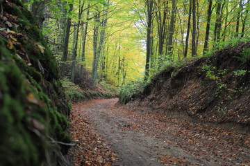 Autumn forest road. Road in forest valley