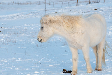 Beautiful icelandic horse on the snow ground. This animal is typical for nature of Iceland.