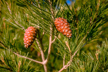 pine tree branch with cones