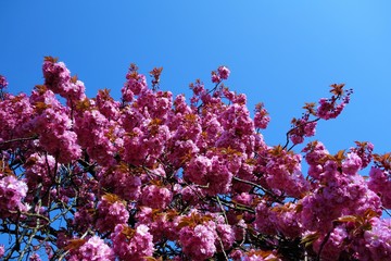 Pink cherry blossom against a blue sky.