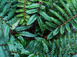 Green Leaves of Ferns Background