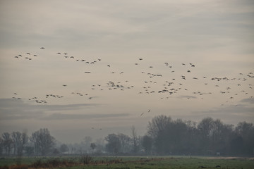 Wildgänse