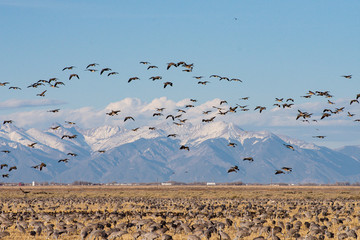 A Flock of Canada Geese Flying Above Feeding Greater Sandhill Cranes in Monte Vista, Colorado