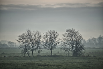 Obraz na płótnie Canvas Bäume im nebel