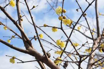 Winter sweet blooms yellow glossy flowers with a sweet scent in winter.