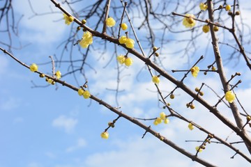 Winter sweet blooms yellow glossy flowers with a sweet scent in winter.