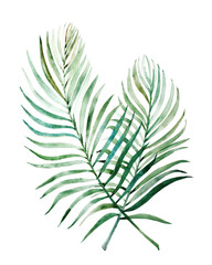 Beautiful watercolor tropical leaves painted on white paper, top view