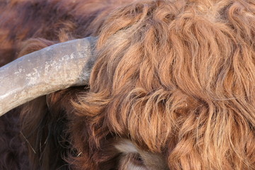 close up of hair