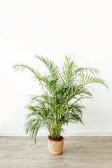 Palm in home in flowerpot on white background. Modern minimalistic interior with an home plant. Flat lay, top view minimal concept. 