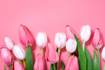 Pink tulip flowers border isolated on pink background. Flat lay. Top view.